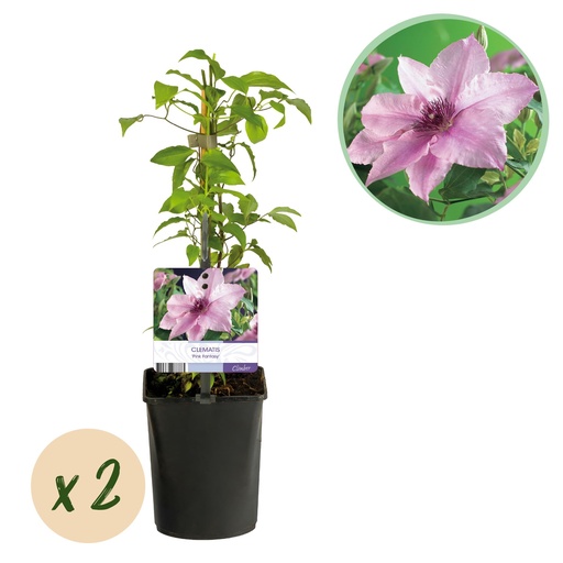 "Kletterpflanze - Clematis Pink Fantasy - Blüte Rosa - Wenig Pflege - 2 Pflanzen - Topf 11cm Höhe 40cm image"