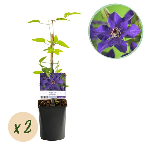 "Kletterpflanze - Clematis The President - Blüte Rosa - Wenig Pflege - 2 Pflanzen - Topf 11cm Höhe 40cm image"