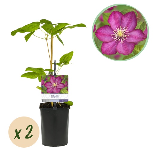"Kletterpflanze - Clematis Ville de Lyon - Blüte Rosa - Wenig Pflege - 2 Pflanzen - Topf 11cm Höhe 40cm image"