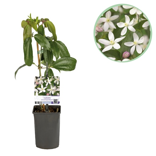 "Kletterpflanze - Clematis armandii Apple Blossom - Blüte Rosa - Immergrün - Wenig Pflege - 1 Pflanze Topf 11cm Höhe 40cm image"