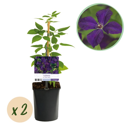 "Kletterpflanze - Clematis viticella Polish Spirit - Rosa Blüten - Pflegeleicht - 2 Pflanzen - Topf 11cm Höhe 40cm image"