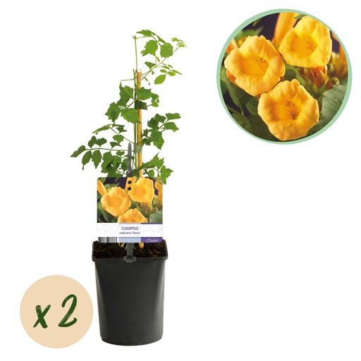 "Trompetenblume - Campsis radicans Flava - Gelbe Blüten - Pflegeleicht - 2 Pflanzen - Topf 11cm Höhe 40cm image"