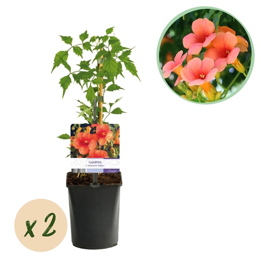 "Trompetenblume - Campsis radicans Madame Galen - Orange Blüten - Pflegeleicht - 2 Pflanzen - Topf 11cm Höhe 40cm image"