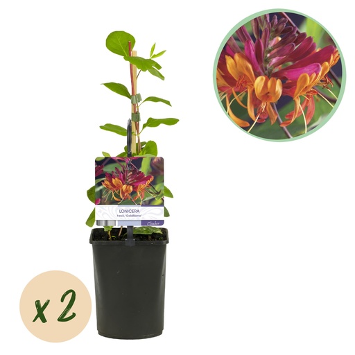 "Feuer-Geißblatt (Lonicera heckrottii) – winterharte Kletterpflanze, Höhe ca. 11 cm image"