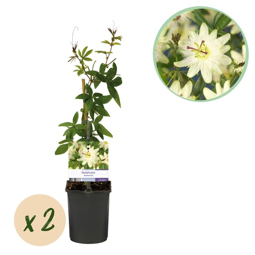 "Passionsblume - Passiflora Avalanche - Blüte Weiß - Pflegeleicht - 2 Pflanzen - Topf 11cm Höhe 40cm image"