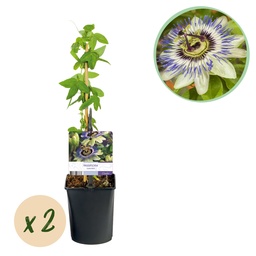 Blaue Passionsblume (Passiflora caerulea) – winterharte Kletterpflanze, Höhe ca.