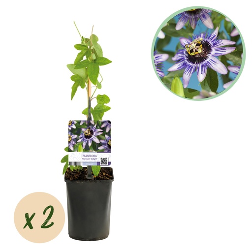 "Passionsblume - Passiflora Damsels Delight - Blüte Lila mit Weiß - Wenig Pflege - 2 Pflanzen - Topf 11cm Höhe 40cm image"
