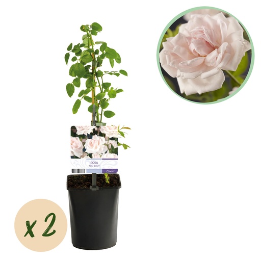 "Vielblütige Rose (Kletterrose) – winterharte Kletterpflanze, Höhe ca. 11 cm image"