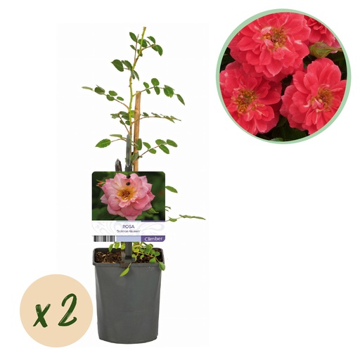 "Kletterrose - Rosa Salmon Queen - Blüte Hellrosa - Geringer Pflegeaufwand - 2 Pflanzen - Topf 11cm Höhe 40cm image"