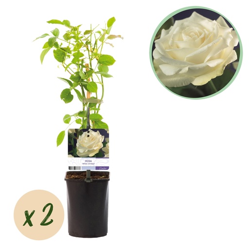 "Kletterrose - Rosa White Climber - Blüte Weiß - Wenig Pflege - 2 Pflanzen - Topf 11 cm Höhe 40 cm image"