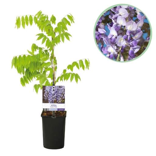"Blauregen (Wisteria floribunda) – winterharte Kletterpflanze, Höhe ca. 11 cm image"
