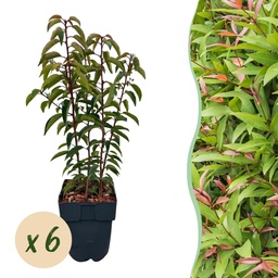 Portugiesischer Kirschlorbeer 'Angustifolia' 6er-Set (Prunus lusitanica) – winte
