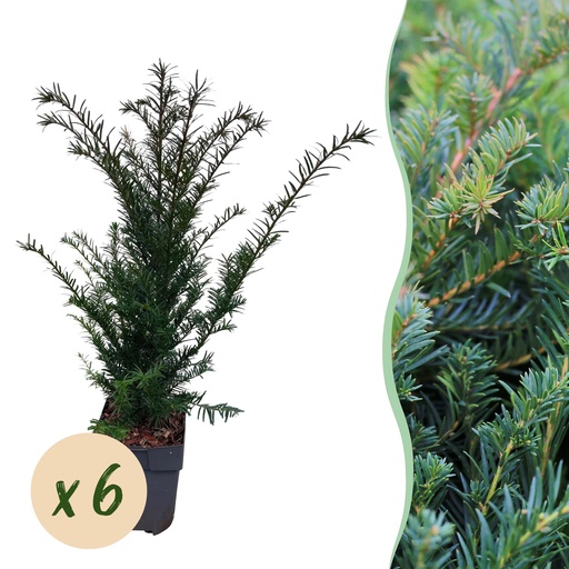 "Europäische Eibe (Taxus baccata) – winterhartes immergrünes Gehölz, Höhe ca. 17 cm image"