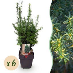 Bastard-Eibe 'Hilii' 6er-Set (Taxus media) – winterharter immergrüner Strauch, T