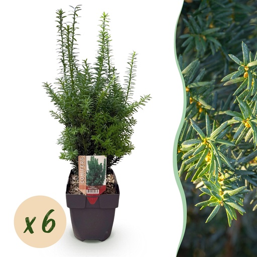 "Heckenpflanzen - Taxus media Hilii - Blatt grün - 6 Pflanzen - 1 laufender Meter - immergrün - Topf 17cm Höhe 60cm image"
