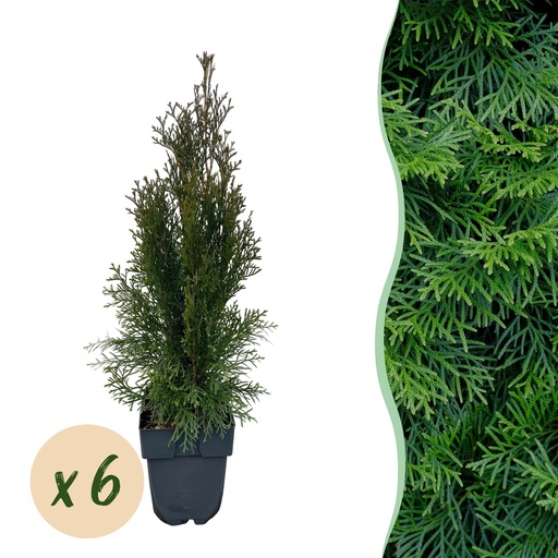 "Smaragd-Lebensbaum (Thuja occidentalis) – winterhartes Nadelgehölz, Höhe ca. 17 cm image"