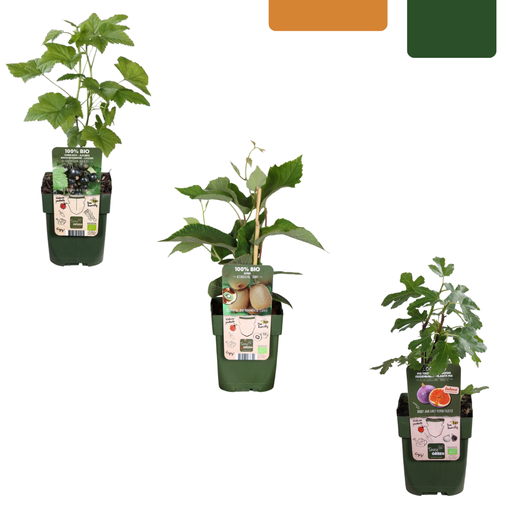 "„Süße Ernte Trio“ BIO Obstpflanzen-Mix – Set mit 3 verschiedenen Sorten image"
