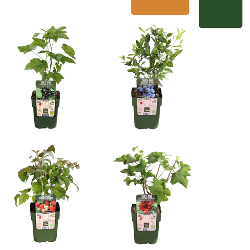 "Setgras (Set mit) – winterhartes Ziergras image"