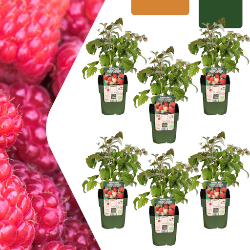 "6 x Bio-Himbeerpflanzen – Ø 13 cm – ↨ 20 cm image"