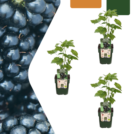 "3 x Bio-Brombeerpflanzen – Ø 13 cm – ↨ 20 cm image"