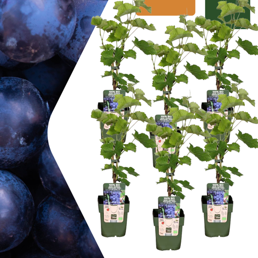 "6 x Bio-Weinreben – Ø 13 cm – ↨ 20 cm image"