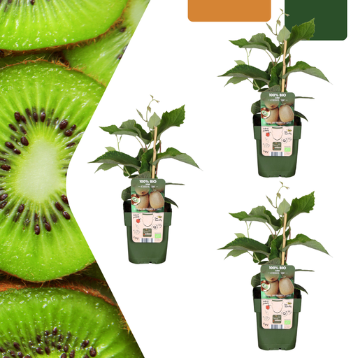 "3 x Bio-Kiwipflanzen – Ø 13 cm – ↨ 20 cm image"