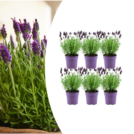 "6x Lavandula stoechas Anouk® - 12 cm Topf - Set von 6 Französischen Lavendel image"