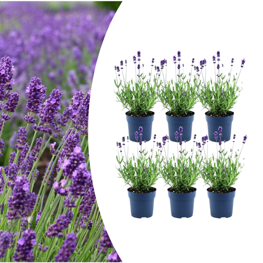 "6x Lavandula stoechas Anouk® – 12 cm Topf – Set mit 6 Französischen Lavendeln image"