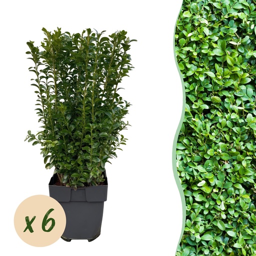 "Gewöhnlicher Buchsbaum (Buxus sempervirens) – winterharter immergrüner Strauch, Höhe ca. 17 cm image"