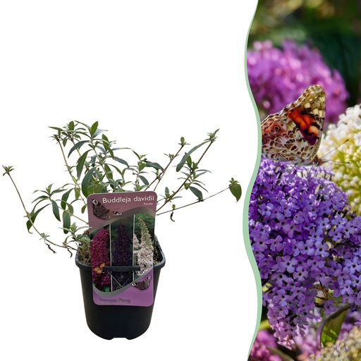 "Schmetterlingsstrauch - Buddleja davidii Tricolour - Blüten Rosa, Weiß und Lila - 1 Pflanze - Laubabwerfend - Schmetterlingsanziehend - Topf 17cm Höhe 30cm image"