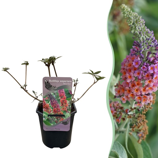 "Schmetterlingsstrauch - Buddleja davidii Flower Power - Blüte Orange Lila - 1 Pflanze - Laubabwerfend - Schmetterling anziehend - Topf 17cm Höhe 30cm image"