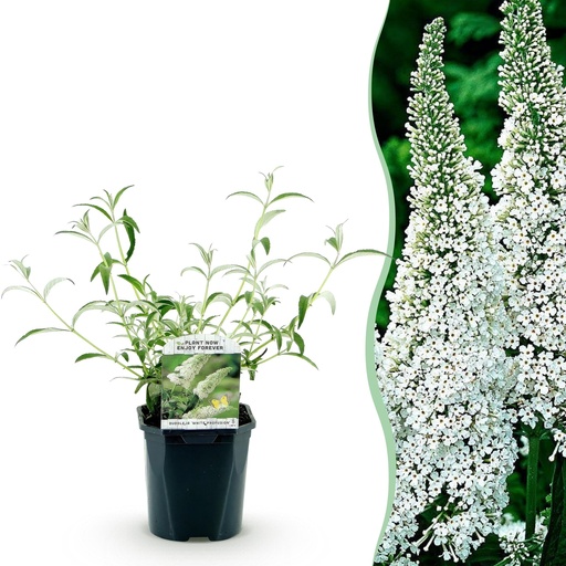 "Gartenpflanze 'White Profusion' (Gartenpflanze) – winterharte Staude, Höhe ca. 17 cm image"