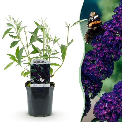 "Gartenpflanze - Schmetterlingsstrauch 'Black Night' - Winterhart - Lila - 1 Pflanze - Topf 17cm - Höhe 45cm image"