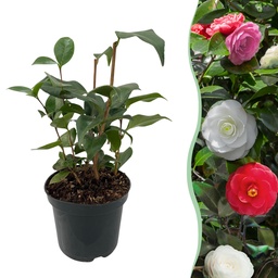Ornamental shrub 'Tricolour' (shrubs) – hardy ornamental shrub, height approx. 15 cm