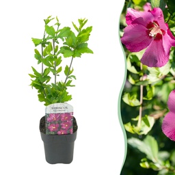 Garteneibisch (Hibiscus syriacus) – winterharter Blütenstrauch, Höhe ca. 17 cm