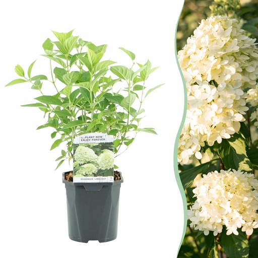 "Rispenhortensie - Hydrangea panniculata Limelight - Blüten Creme Weiß - 1 Pflanze - Laubabwerfend - Große Blüten - Topf 17cm Höhe 50cm image"