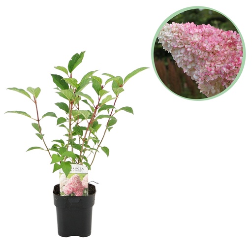 "Rispenhortensie - Hydrangea panniculata Vanille Fraise - Blüte Weiß Rosa - 1 Pflanze - Laubabwerfend - Große Blumen - Topf 17cm Höhe 50cm image"