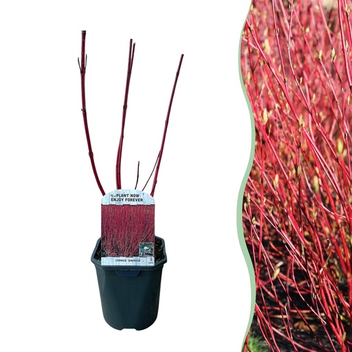 "Sibirischer Hartriegel (Cornus sibirica) – winterharter Zierstrauch, Höhe ca. 17 cm image"