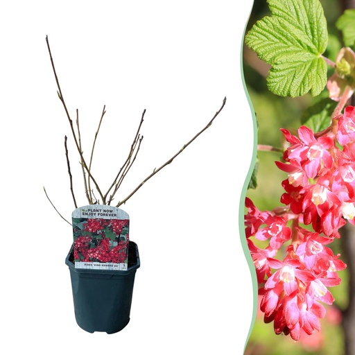"Blutjohannisbeere (Ribes sanguineum) – winterharter Zierstrauch, Höhe ca. 17 cm image"