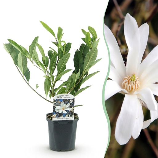 "Sträucher - Magnolia Stellata - Blüte Weiß - 1 Pflanze - Laubabwerfend - Wenig Pflege - Topf 17cm Höhe 45cm image"