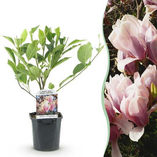 "Sträucher - Magnolia Soulangiana - Blüten Hellrosa - 1 Pflanze - Laubabwerfend - Wenig Pflege - Topf 17cm Höhe 45cm image"