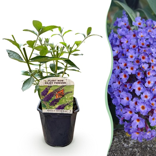 "Gartenpflanze - Buddleja davidii Empire Blue - Schmetterlingsstrauch - Winterhart - Blau - 1 Pflanze - Topf 17cm - Höhe 45cm image"
