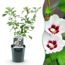 Garden hibiscus (Hibiscus syriacus) – winter-hardy flowering shrub, height approx. 17 cm