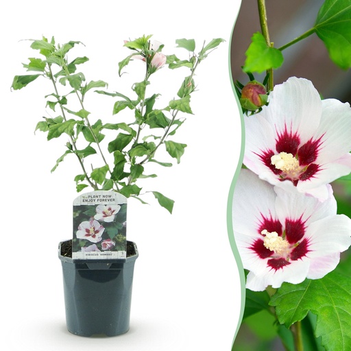 "Sträucher - Hibiscus syriacus Hamabo - Blüte Hellrosa - 1 Pflanze - Laubabwerfend - Wenig Pflege - Topf 17cm Höhe 45cm image"