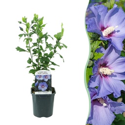 Garden hibiscus (Hibiscus syriacus) – winter-hardy flowering shrub, height approx. 17 cm