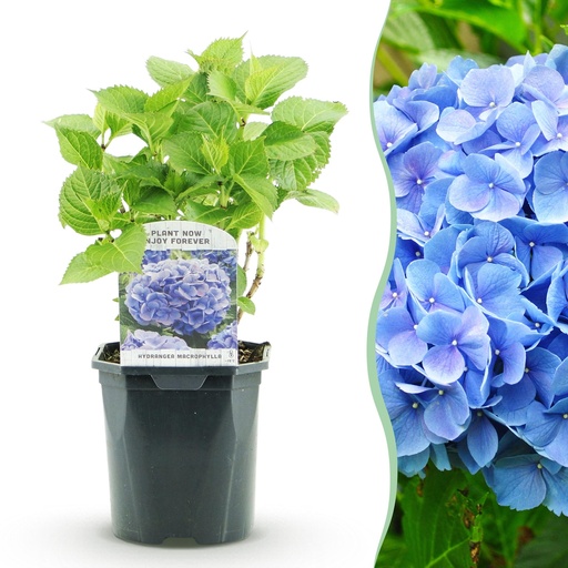 "Hortensie - Hydrangea macrophylla Blau - Blaue Blüten - 1 Pflanze - Laubabwerfend - Pflegeleicht - Topf 17cm Höhe 30cm image"