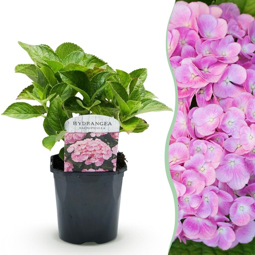 "Bauernhortensie (Hydrangea macrophylla) – winterharter Blütenstrauch, Höhe ca. 17 cm image"