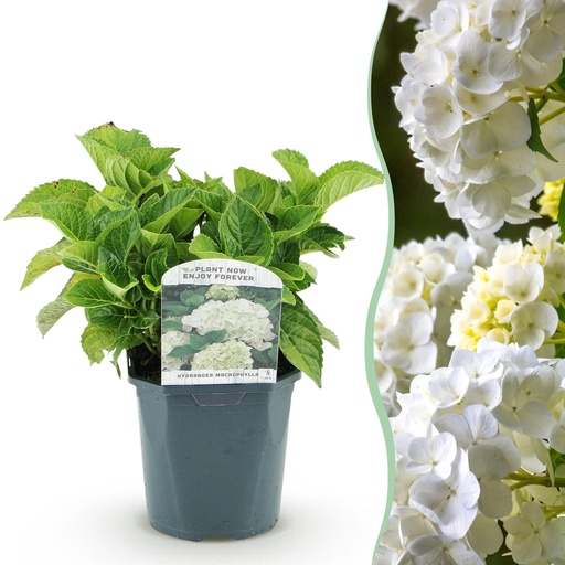 "Hortensie - Hydrangea macrophylla Blau - Blüte Weiß - 1 Pflanze - Laubabwerfend - Wenig Pflege - Topf 17cm Höhe 30cm image"