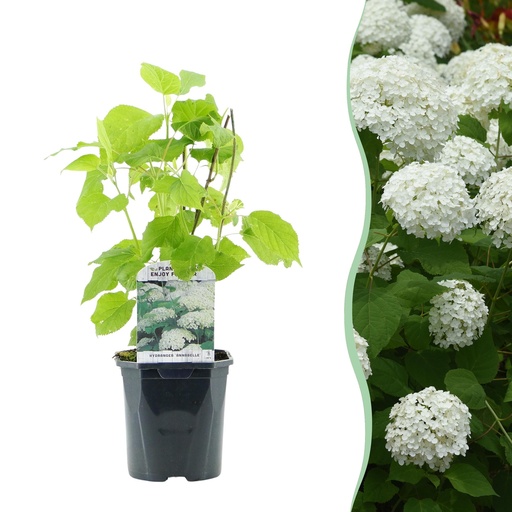 "Glatte Hortensie (Hydrangea arborescens) – winterharter Zierstrauch, Höhe ca. 17 cm image"