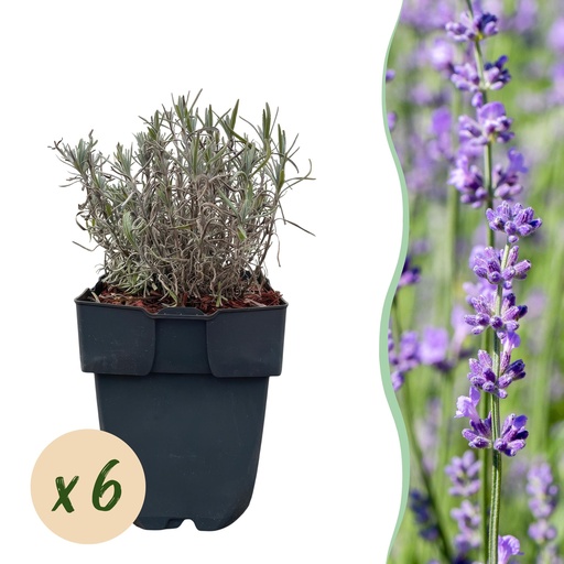 "Echter Lavendel (Lavandula angustifolia) – winterharte Duftstaude, Höhe ca. 17 cm image"